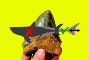 Study sheds new light on the body form of the Megalodon, and its role in shaping ancient marine life. (DePaul University/Kenshu Shimada)