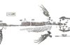 This Japanese ‘dragon’ terrorized ancient seas A mosasaur discovered in Japan was the most complete skeleton ever found in Japan or the northwestern Pacific. Graphic/Takuya Konishi