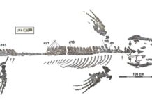 This Japanese ‘dragon’ terrorized ancient seas A mosasaur discovered in Japan was the most complete skeleton ever found in Japan or the northwestern Pacific. Graphic/Takuya Konishi