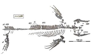 A mosasaur discovered in Japan was the most complete skeleton ever found in Japan or the northwestern Pacific. Graphic/Takuya Konishi