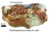 Student discovers 200-million-year-old flying reptile in Somerset Showing partial skeleton of gliding reptile Kuehneosaurus on rock from Emborough. Image credit: David Whiteside