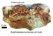 Student discovers 200-million-year-old flying reptile in Somerset Showing partial skeleton of gliding reptile Kuehneosaurus on rock from Emborough. Image credit: David Whiteside