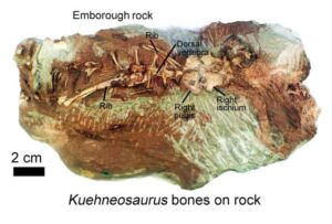 Showing partial skeleton of gliding reptile Kuehneosaurus on rock from Emborough. Image credit: David Whiteside