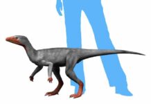 Dinosaurs’ success helped by specialized stance and gait, study finds A typical early dinosaur, Eoraptor from the Late Triassic of Argentina. Photo Copyright: Nobu Tamura, Wikimedia