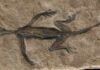 Mystery solved: The oldest fossil reptile from the alps is an historical forgery Tridentinosaurus antiquus was discovered in the Italian alps in 1931 and was thought to be an important specimen for understanding early reptile evolution – but has now been found to be, in part a forgery. Its body outline, appearing dark against the surrounding rock, was initially interpreted as preserved soft tissues but is now known to be paint.