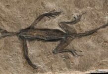 Mystery solved: The oldest fossil reptile from the alps is an historical forgery Tridentinosaurus antiquus was discovered in the Italian alps in 1931 and was thought to be an important specimen for understanding early reptile evolution – but has now been found to be, in part a forgery. Its body outline, appearing dark against the surrounding rock, was initially interpreted as preserved soft tissues but is now known to be paint.