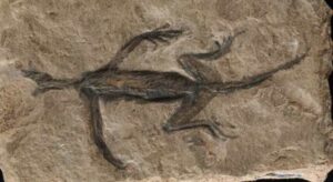 Tridentinosaurus antiquus was discovered in the Italian alps in 1931 and was thought to be an important specimen for understanding early reptile evolution – but has now been found to be, in part a forgery. Its body outline, appearing dark against the surrounding rock, was initially interpreted as preserved soft tissues but is now known to be paint.
