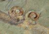 New fossil site of worldwide importance uncovered in southern France mollusc from the Cabrières Biota. Credit: Farid Saleh - UNIL