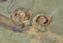 New fossil site of worldwide importance uncovered in southern France mollusc from the Cabrières Biota. Credit: Farid Saleh - UNIL