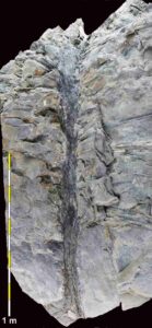 Sanfordiacaulis densifolia fossil (Scale is 1 m). Credit: Matthew Stimson