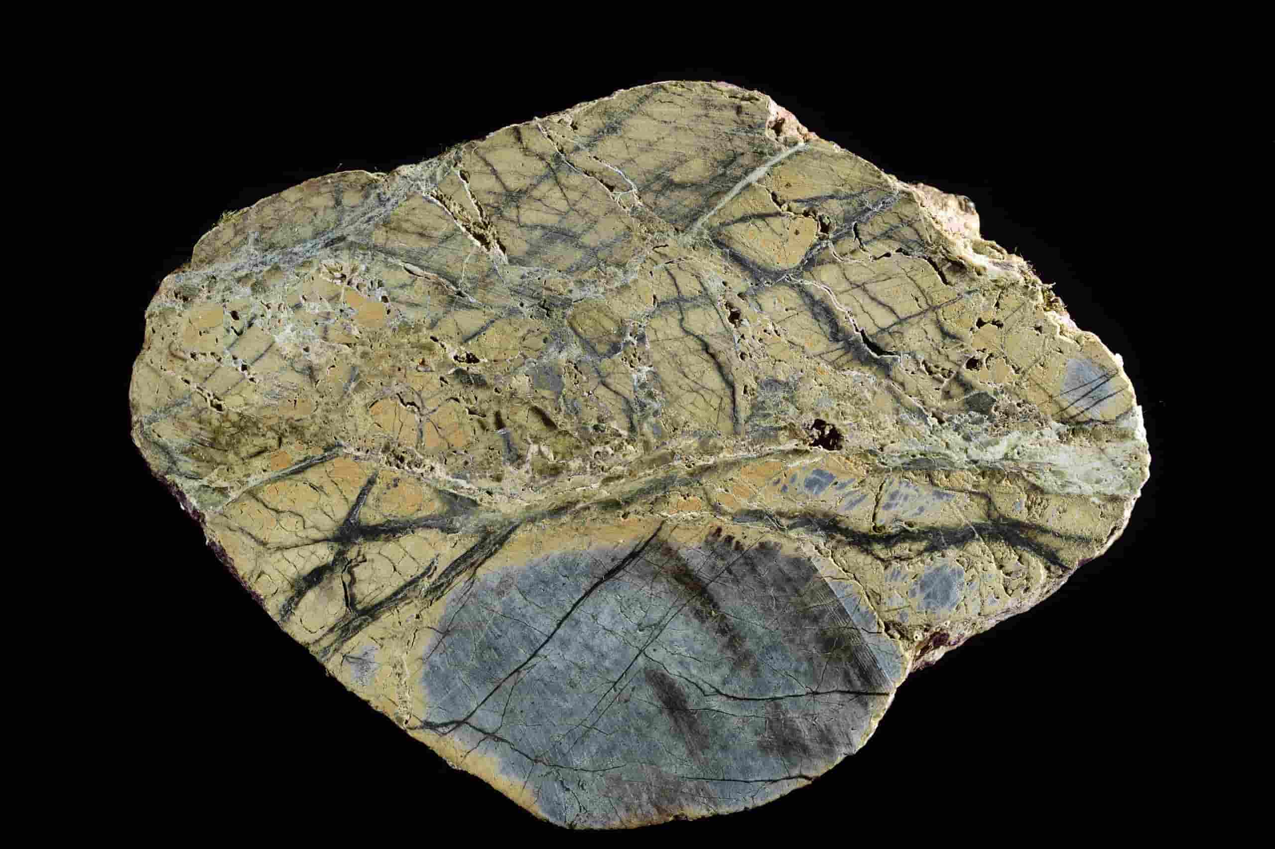 Researchers studying ocean transform faults, describe a previously unknown part of the geological carbon cycle A cut slice of altered mantle rock. (Photo by: Solvin Zankl)