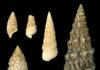 Surprisingly vibrant color of 12-million-year-old snail shells Coloured fossil snail shells (left) and a snail shell from modern times (large specimen on the right) Photo: Klaus Wolkenstein