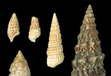 Surprisingly vibrant color of 12-million-year-old snail shells Coloured fossil snail shells (left) and a snail shell from modern times (large specimen on the right) Photo: Klaus Wolkenstein