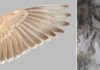 Which Dinosaurs Could Fly? Left: The flight feathers of Temminck's Lark. Right: The wing of a fossil bird, Confuciusornis. Photos by Yosef Kiat.