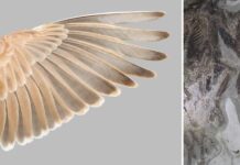 Which Dinosaurs Could Fly? Left: The flight feathers of Temminck's Lark. Right: The wing of a fossil bird, Confuciusornis. Photos by Yosef Kiat.