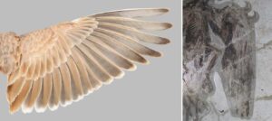 Left: The flight feathers of Temminck's Lark. Right: The wing of a fossil bird, Confuciusornis. Photos by Yosef Kiat.