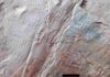 Earth’s earliest forest revealed in Somerset fossils Fossilised trackways of small arthropods