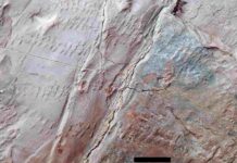 Earth’s earliest forest revealed in Somerset fossils Fossilised trackways of small arthropods