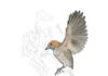 Fossil named ‘Attenborough’s strange bird’ was the first in its kind without teeth Illustration showing the fossil skeleton of Imparavis attenboroughi, alongside a reconstruction of the bird in life. © Ville Sinkkonen.