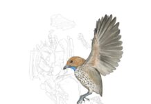Fossil named ‘Attenborough’s strange bird’ was the first in its kind without teeth Illustration showing the fossil skeleton of Imparavis attenboroughi, alongside a reconstruction of the bird in life. © Ville Sinkkonen.