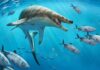 Fossils of giant sea lizard with dagger-like teeth show how our oceans have fundamentally changed since the dinosaur era Khinjaria acuta was around the length of an orca, (7-8 metres). (Credit: Andrey Atuchin)