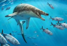 Fossils of giant sea lizard with dagger-like teeth show how our oceans have fundamentally changed since the dinosaur era Khinjaria acuta was around the length of an orca, (7-8 metres). (Credit: Andrey Atuchin)