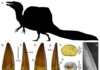 Higher carnivorous dinosaur biodiversity of famous Kem Kem beds, Morocco The most common tooth type, of the famous Spinosaurus, with characteristic sail on its back. Images all from article discussed.