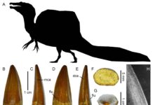 Higher carnivorous dinosaur biodiversity of famous Kem Kem beds, Morocco The most common tooth type, of the famous Spinosaurus, with characteristic sail on its back. Images all from article discussed.
