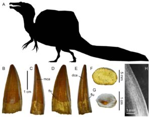  The most common tooth type, of the famous Spinosaurus, with characteristic sail on its back. Images all from article discussed. 