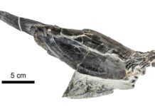 3D mouth of an ancient jawless fish suggests they were filter-feeders, not scavengers or hunters Reconstruction of fossil fish. Credit: Richard Dearden