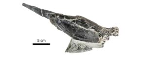 Reconstruction of fossil fish. Credit: Richard Dearden