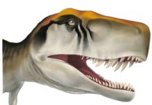 Early dinosaurs grew up fast, but they weren’t the only ones Herrerasaurus ischigualastensis is an early saurischian dinosaur. It shared a bipedal, running anatomy common to large carnivorous dinosaurs that would evolve in the future, but this dinosaur lived at a time when dinosaurs were small-bodied and rare. Credit: Kristina Curry Rogers (illustration by Jordan Harris, CC-BY 4.0 (creativecommons.org/licenses/by/4.0/)