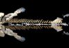In the evolution of walking, the hip bone connected to the rib bones New reconstruction of the skeleton of the 375-million-year-old fossil fish, Tiktaalik roseae. In a new study, researchers used Micro-CT to reveal vertebrae and ribs of the fish that were previously hidden beneath rock. The new reconstruction shows that the fish’s ribs likely attached to its pelvis, an innovation thought to be crucial to supporting the body and for the eventual evolution of walking. Credit: Thomas Stewart, Penn State