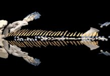 In the evolution of walking, the hip bone connected to the rib bones New reconstruction of the skeleton of the 375-million-year-old fossil fish, Tiktaalik roseae. In a new study, researchers used Micro-CT to reveal vertebrae and ribs of the fish that were previously hidden beneath rock. The new reconstruction shows that the fish’s ribs likely attached to its pelvis, an innovation thought to be crucial to supporting the body and for the eventual evolution of walking. Credit: Thomas Stewart, Penn State