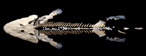 New reconstruction of the skeleton of the 375-million-year-old fossil fish, Tiktaalik roseae. In a new study, researchers used Micro-CT to reveal vertebrae and ribs of the fish that were previously hidden beneath rock. The new reconstruction shows that the fish’s ribs likely attached to its pelvis, an innovation thought to be crucial to supporting the body and for the eventual evolution of walking. Credit: Thomas Stewart, Penn State