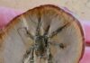 308-million-year-old arachnid discovered in the Mazon Creek locality Fossilized Douglassarachne acanthopoda, noted for its up-armored spiny legs, might have resemblance to modern harvestmen, but with a more experimental body plan. Credit: Paul Selden