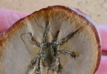 308-million-year-old arachnid discovered in the Mazon Creek locality Fossilized Douglassarachne acanthopoda, noted for its up-armored spiny legs, might have resemblance to modern harvestmen, but with a more experimental body plan. Credit: Paul Selden