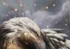 First ‘warm-blooded’ dinosaurs may have emerged 180 million years ago The artist’s impression shows a dromaeosaur, a type of feathered theropod, in the snow. This dinosaur group is popularly known as a raptor. A well-known dromaeosaur is Velociraptor, portrayed in the film Jurassic Park. Credit: Davide Bonadonna/Universidade de Vigo/UCL