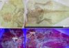 Researchers discover hidden step in dinosaur feather evolution The specimen under natural light (a) and UV light (b) showing distinct fluorescence hues for bone (cyan) and soft tissues (yellow) against a dark purple sedimentary matrix.