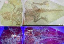 Researchers discover hidden step in dinosaur feather evolution The specimen under natural light (a) and UV light (b) showing distinct fluorescence hues for bone (cyan) and soft tissues (yellow) against a dark purple sedimentary matrix.