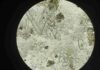 Subduction zone splay faults compound hazards of great earthquakes Magnified through a microscope, diatoms, which are a type of siliceous microalgae preserved within sediment, helped the researchers determine the salinity levels of the core samples. Photo courtesy of Jessica DePaolis.