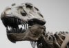 T. Rex not as smart as previously claimed Photograph of a T. rex skeletal cast at Senckenberg Museum Frankfurt, Germany. T. rex lived at the end of the Cretaceous (about 66 million years ago) and was exclusive to western North America. Credit: Kai R. CasparKai R. Caspar