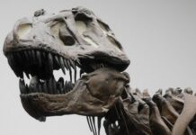 T. Rex not as smart as previously claimed Photograph of a T. rex skeletal cast at Senckenberg Museum Frankfurt, Germany. T. rex lived at the end of the Cretaceous (about 66 million years ago) and was exclusive to western North America. Credit: Kai R. CasparKai R. Caspar