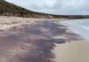 A mountainous mystery uncovered in Australia’s pink sands Garnet washed up as pink sand on a beach in Dhilba Guuranda-Innes National Park. Photo credit: University of Adelaide.