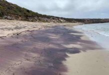 A mountainous mystery uncovered in Australia’s pink sands Garnet washed up as pink sand on a beach in Dhilba Guuranda-Innes National Park. Photo credit: University of Adelaide.