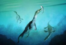 Ancient polar sea reptile fossil is oldest ever found in Southern Hemisphere Reconstruction of the oldest sea-going reptile from the Southern Hemisphere. Nothosaurs swimming along the ancient southern polar coast of what is now New Zealand around 246 million years ago. Artwork by Stavros Kundromichalis.