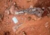 Musankwa sanyatiensis, a new dinosaur from Zimbabwe Musankwa sanyatiensis leg bones as they were discovered in the ground on Spurwing Island, Lake Kariba, Zimbabwe. Credit: Paul Barrett
