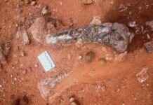 Musankwa sanyatiensis, a new dinosaur from Zimbabwe Musankwa sanyatiensis leg bones as they were discovered in the ground on Spurwing Island, Lake Kariba, Zimbabwe. Credit: Paul Barrett