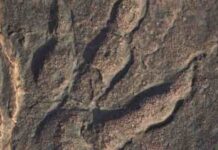 Origins of ‘Welsh dragons’ finally exposed by experts Footprint found in Triassic rocks from South Wales Credit: Cindy Howells at the National Museum of Wales