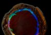 Yowah Nut Opal Yowah Nut Opal